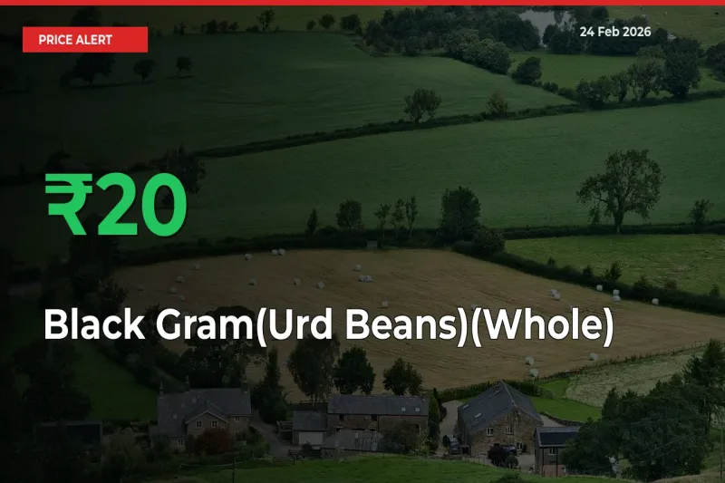 Sharp Jump! Black Gram(Urd Beans)(Whole) Prices Climb 20.4% in 24 Hours at Key Mandis