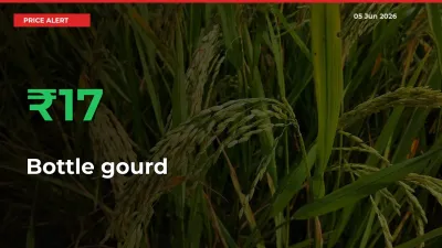 Sharp Jump! Bottle gourd Prices Climb 16.71% in 24 Hours at Key Mandis