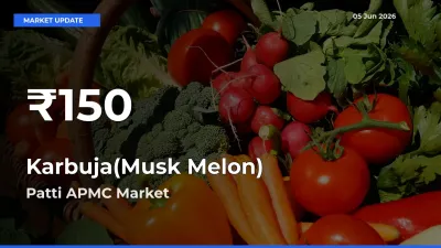 Sharp Fall! Karbuja(Musk Melon) Prices Drop to 30-Day Low in Patti APMC