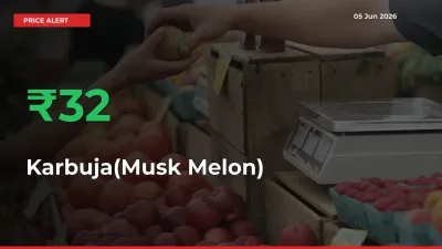 32.1% Spike in Karbuja(Musk Melon) Prices – Mandi Sees Sudden Rally