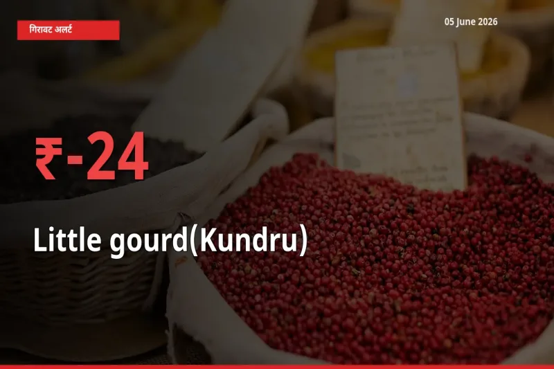 स्थानीय मंडी में कुंदरू (टिंडा तोरई) के दाम अचानक 23.81% गिरे, किसानों की चिंता बढ़ी