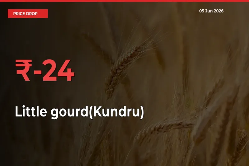 Little gourd(Kundru) Prices Drop 23.81% – June 05 Market Update from Mandis