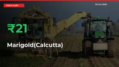 Marigold(Calcutta) Mandi Rate Today: Prices Jump 20.83% at Market
