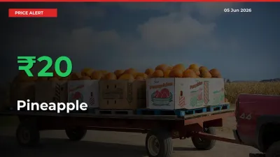 20.23% Spike in Pineapple Prices – Mandi Sees Sudden Rally