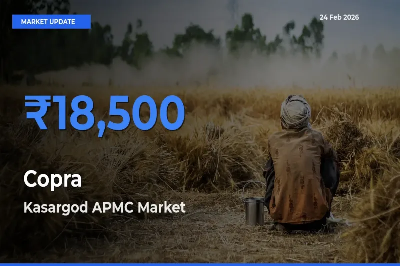 Kasargod APMC Tops Copra Rates – February 24 Market Update