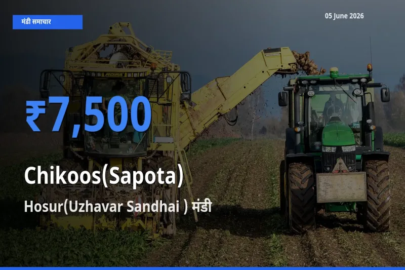 बाज़ार संकेत: Hosur(Uzhavar Sandhai ) बना चीकू के लिए आज की टॉप मंडी