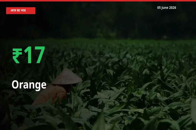 संतरा 16.99% उछला, मंडी