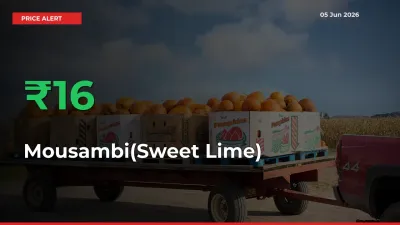 15.83% Spike in Mousambi(Sweet Lime) Prices – Mandi Sees Sudden Rally