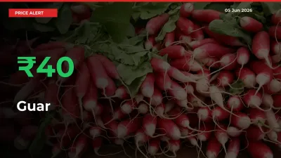 Why Guar Prices Rose 40.36% in a Day at Mandis