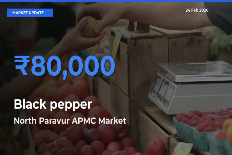 Farmers Prefer North Paravur APMC as Black pepper Hits Highest Rate