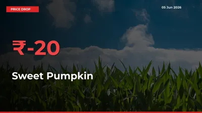 Sweet Pumpkin Prices Drop 20.02% – June 05 Market Update from Mandis