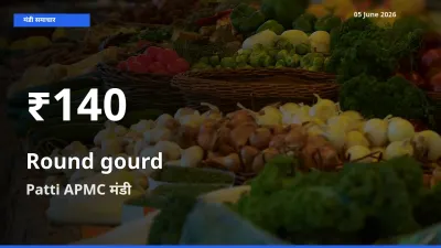 गोल लौकी के दामों में गिरावट, Patti APMC में 30 दिन का न्यूनतम भाव