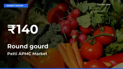 Sharp Fall! Round gourd Prices Drop to 30-Day Low in Patti APMC