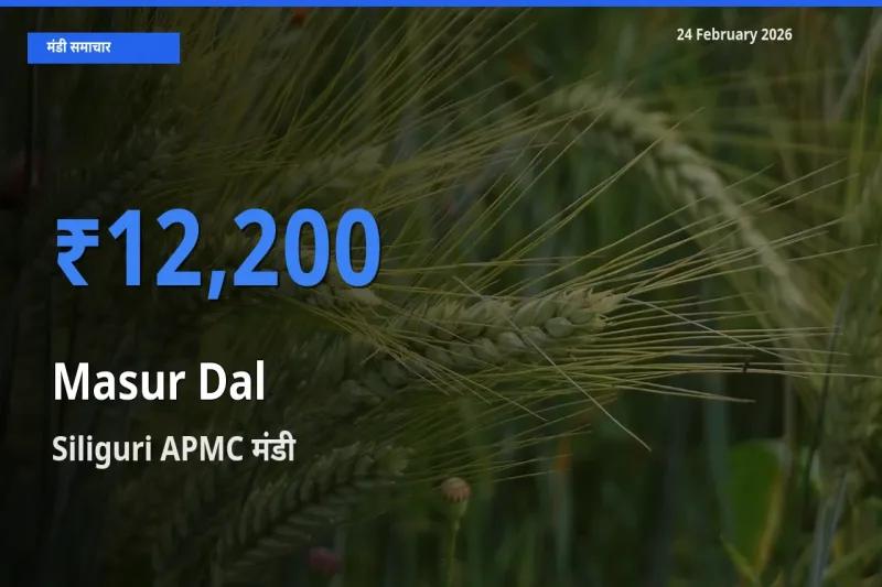 Siliguri APMC मंडी में Masur Dal ₹12,200 पर पहुँचा – आज का सर्वोच्च भाव