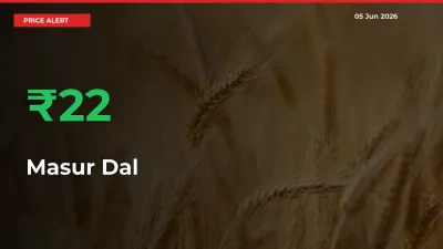 Farmers Cheer as Masur Dal Prices Surge 21.84% in Local Mandis