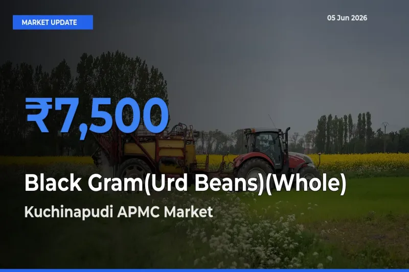 Kuchinapudi APMC Tops Black Gram(Urd Beans)(Whole) Mandi Rates Today