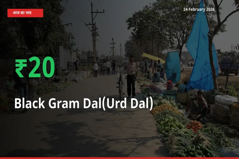 अचानक तेजी! मंडी में Black Gram Dal(Urd Dal) के दाम 20.23% चढ़े