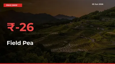 Field Pea Prices Drop 25.76% – June 05 Market Update from Mandis