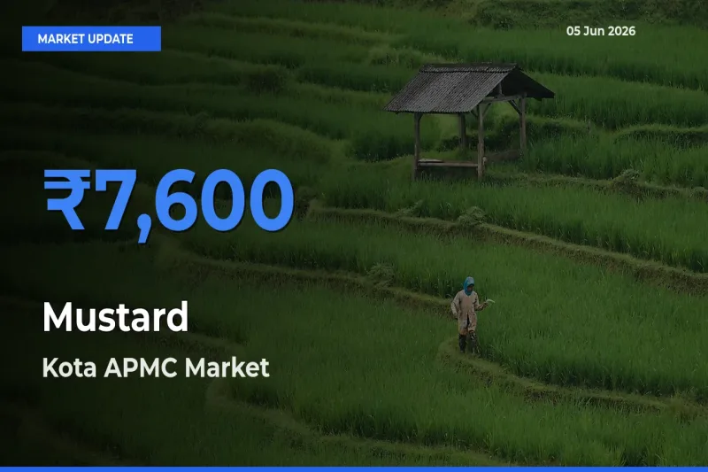 Kota APMC Emerges as Top Mandi for Mustard Prices Today