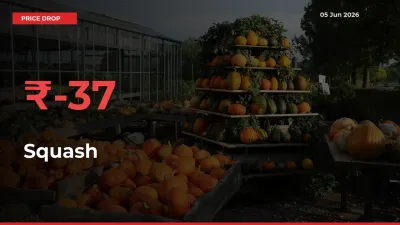 Squash Falls 36.69% at Mandis