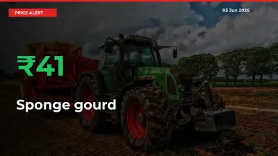 Why Sponge gourd Prices Rose 40.58% in a Day at Mandis