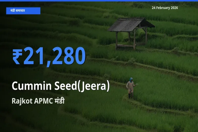 Rajkot APMC में Cummin Seed(Jeera) का आज सबसे ऊँचा भाव