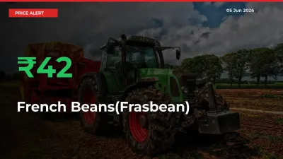 Why French Beans(Frasbean) Prices Rose 42% in a Day at Mandis