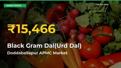 Black Gram Dal(Urd Dal) Price Hits New High in Doddaballapur APMC Today – Check Latest Mandi Rates