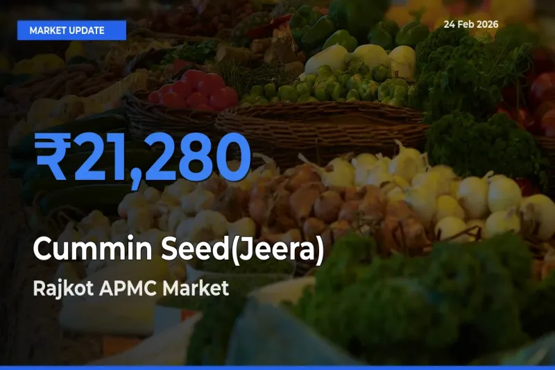 Cummin Seed(Jeera) Mandi Rate Today: Rajkot APMC Tops the List