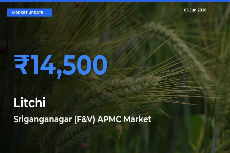 Litchi Mandi Rate Today: Sriganganagar (F&V) APMC Tops the List