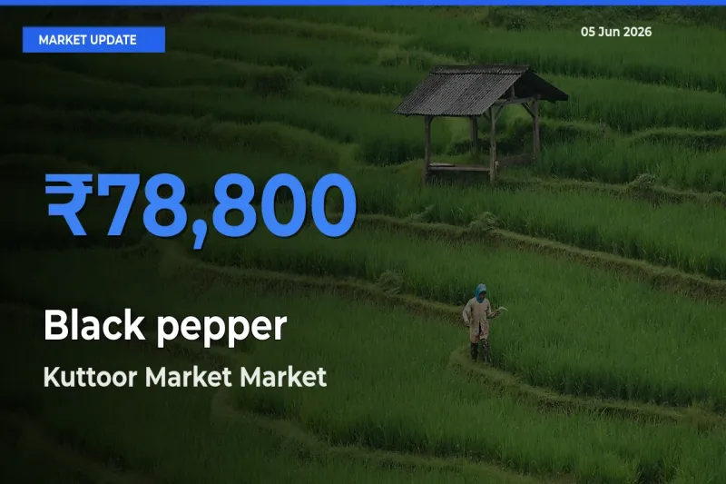 Kuttoor Market Tops Black pepper Rates – June 05 Market Update