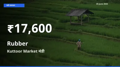 रबड़ के दामों में गिरावट, Kuttoor Market में 30 दिन का न्यूनतम भाव