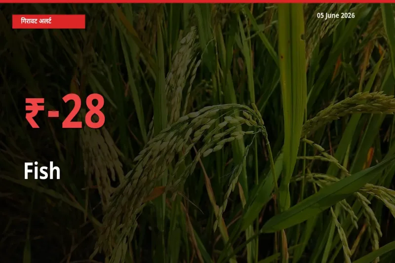 27.67% की गिरावट! मंडी में मछली के दाम अचानक टूटे
