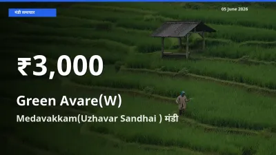 आज का मंडी भाव: Medavakkam(Uzhavar Sandhai ) में हरी सेम 30 दिन के सबसे कम स्तर पर
