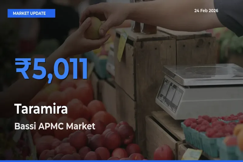 Farmers Prefer Bassi APMC as Taramira Hits Highest Rate