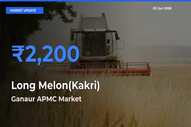 Long Melon(Kakri) Mandi Rate Today: Ganaur APMC Tops the List