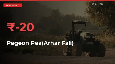 Pegeon Pea(Arhar Fali) Prices Drop 20.01% in 24 Hours at Major Mandis