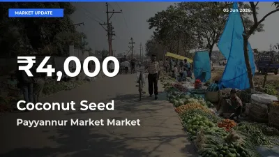 Big Drop! Coconut Seed Slides to 30-Day Low at Payyannur Market