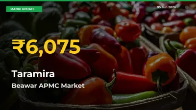 Fresh Record! Taramira Price Climbs to New High in Beawar APMC