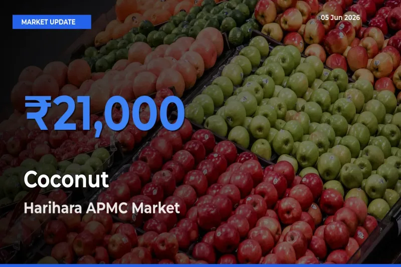 Coconut Mandi Rate Today: Harihara APMC Tops the List