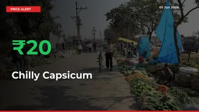 Why Chilly Capsicum Prices Rose 19.7% in a Day at Mandis