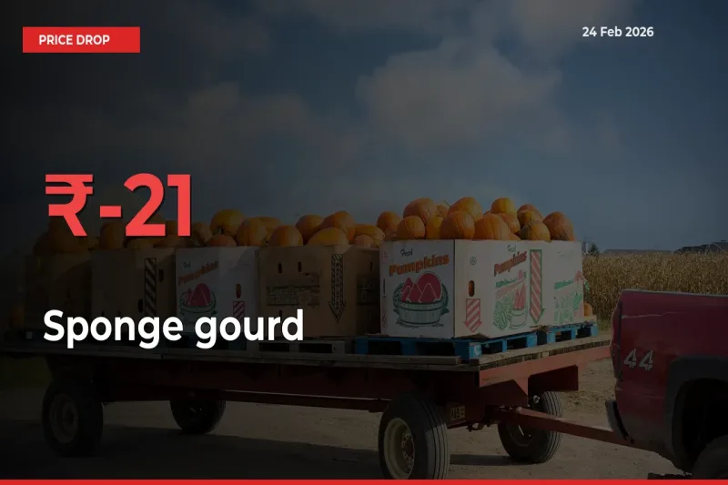 Sponge gourd Mandi Rate Today: Prices Fall 21.28% at Market