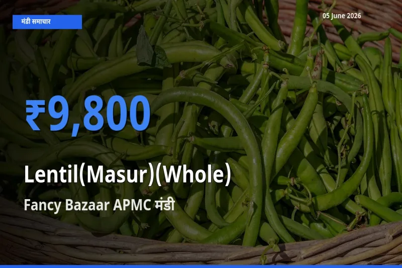 Fancy Bazaar APMC में मसूर दाल (साबुत) का आज सबसे ऊँचा भाव