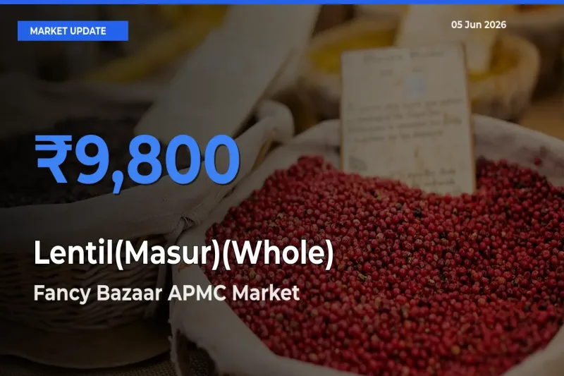 Fancy Bazaar APMC Offers ₹9,800 – Highest Lentil(Masur)(Whole) Rate Today