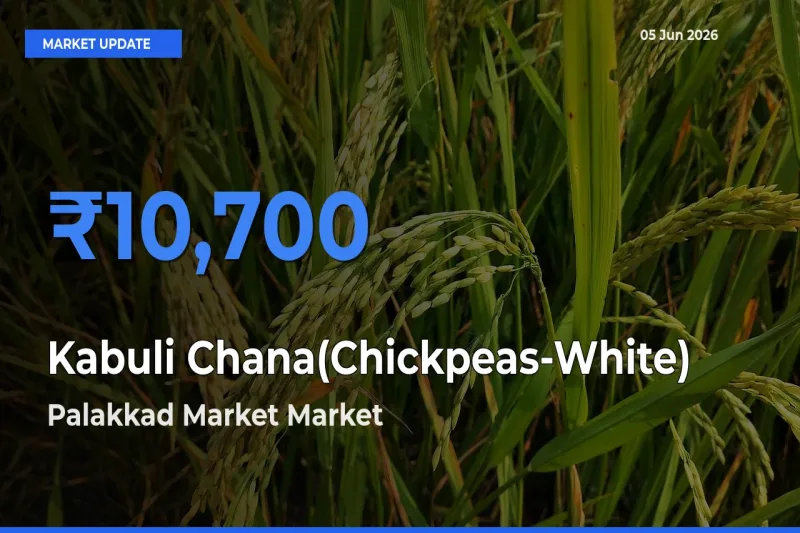 Top Performer! Palakkad Market Offers Best Kabuli Chana(Chickpeas-White) Price Today