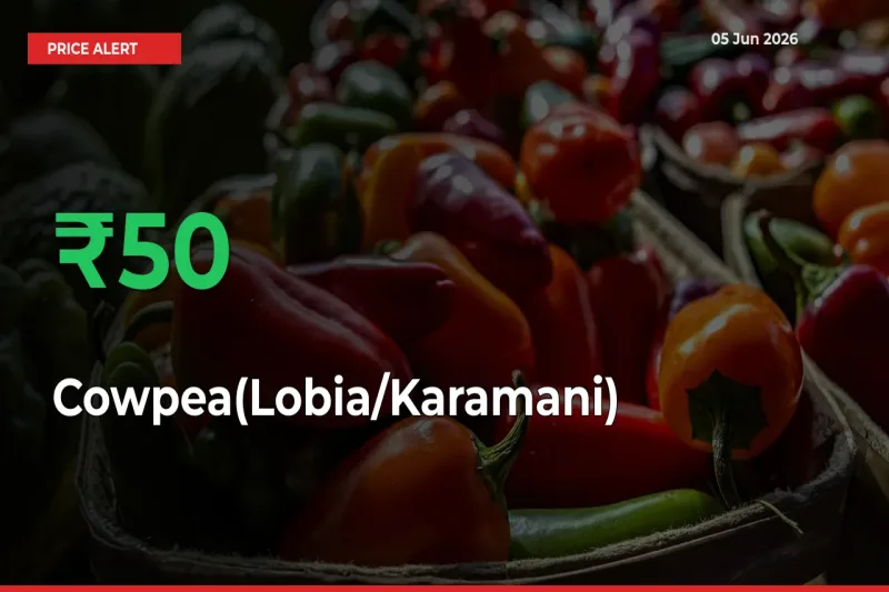Big Rally! Cowpea(Lobia/Karamani) Climbs 50.4% in 24 Hours at Top Mandis