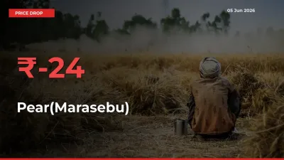 Why Pear(Marasebu) Prices Fell 24.29% in a Day at Mandis