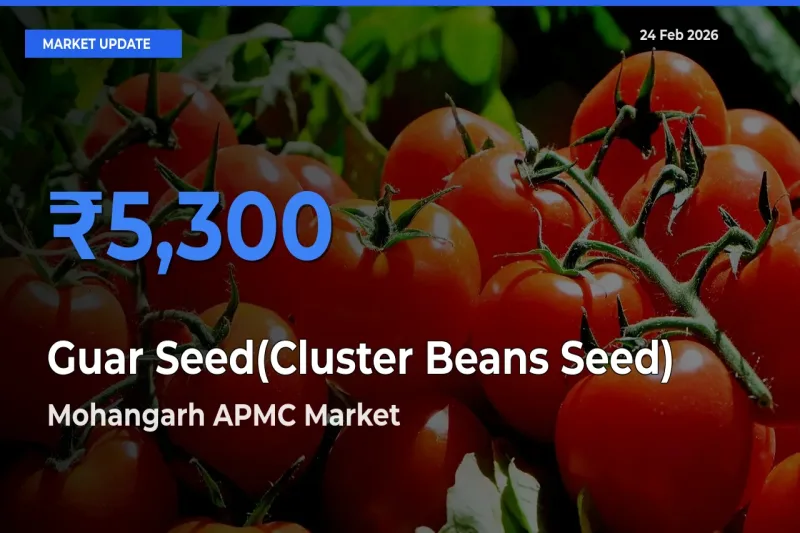 Mohangarh APMC Tops Guar Seed(Cluster Beans Seed) Rates – February 24 Market Update