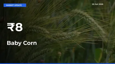 Why Baby Corn Prices Are Moving Across Multiple Mandis Today