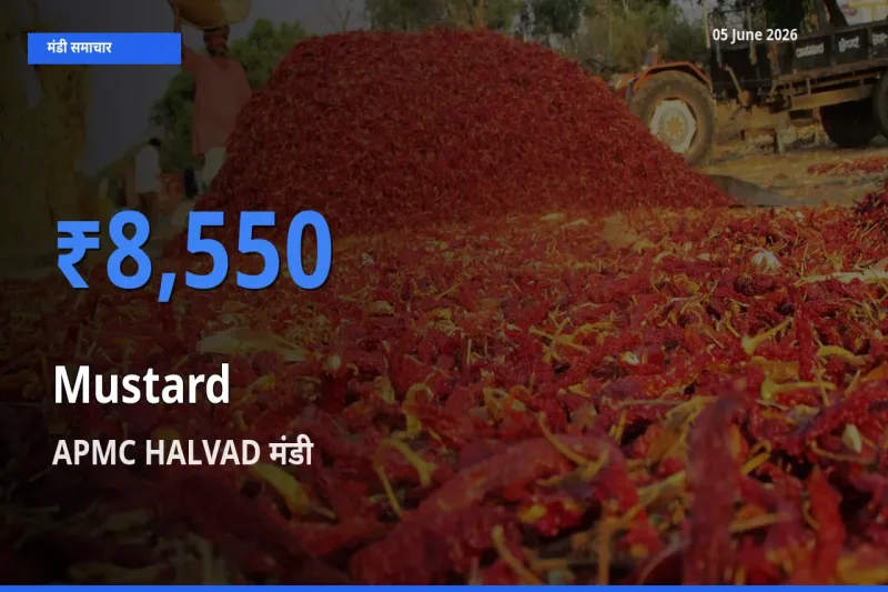 APMC HALVAD मंडी में आज सरसों के सबसे ऊँचे दाम दर्ज